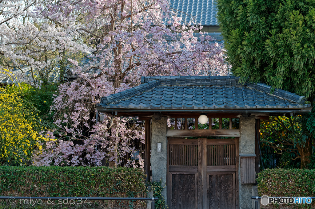 橋本さん家の桜（2023）