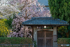 橋本さん家の桜（2023）
