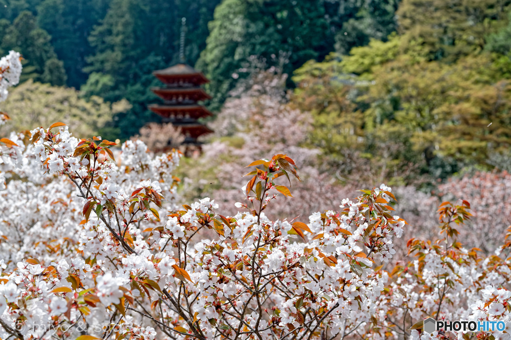 奈良 長谷寺の白山桜