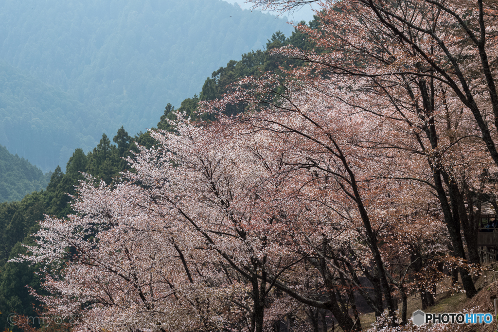 奥千本 西行庵近くの白山桜