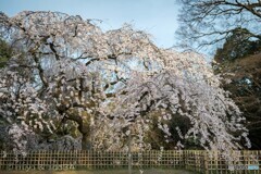 咲きました、京都御苑　糸桜