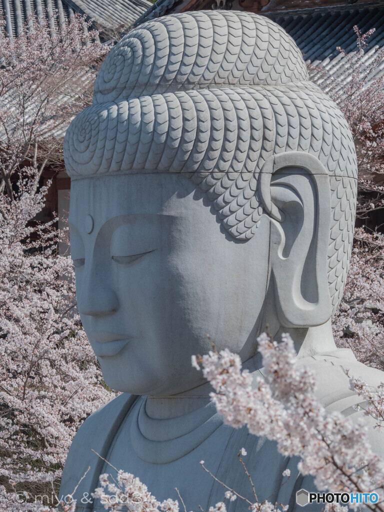 泣いた御仏（仏には桜の花をたてまつれ）