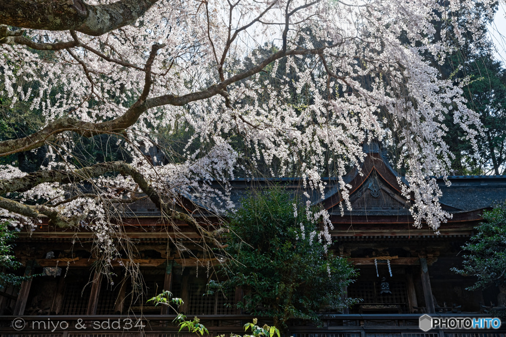 吉野水分神社の枝垂れ桜