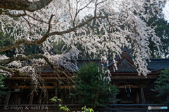 吉野水分神社の枝垂れ桜