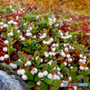 大雪山で見た草紅葉。　(My Expressions 2021/Sept. )