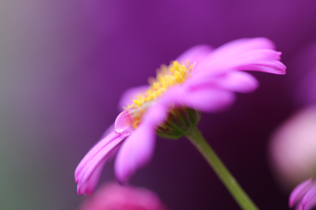 庭の花