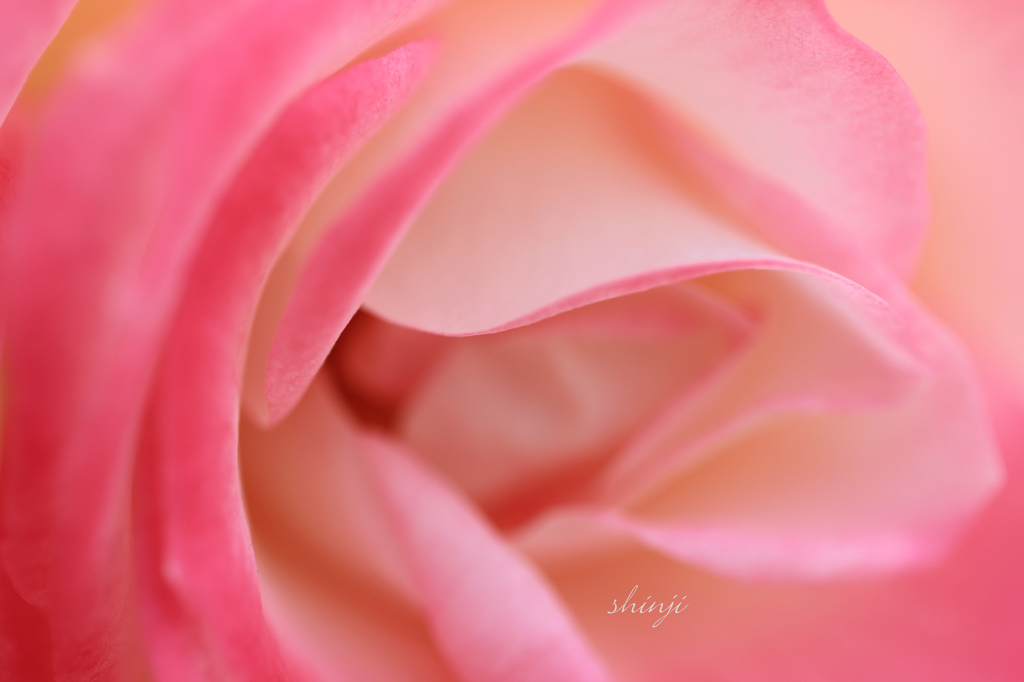 薔薇Ⅰ