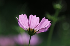秋桜