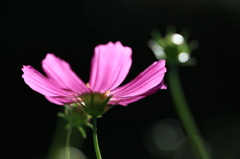 秋桜