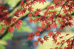 しっとりと紅葉