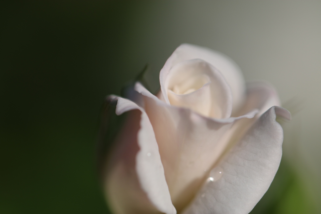 開花