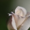 開花