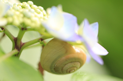 紫陽花とカタツムリ