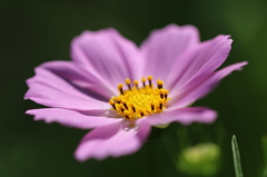 秋桜