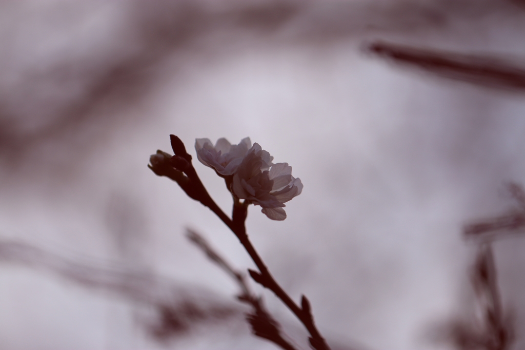 十月桜
