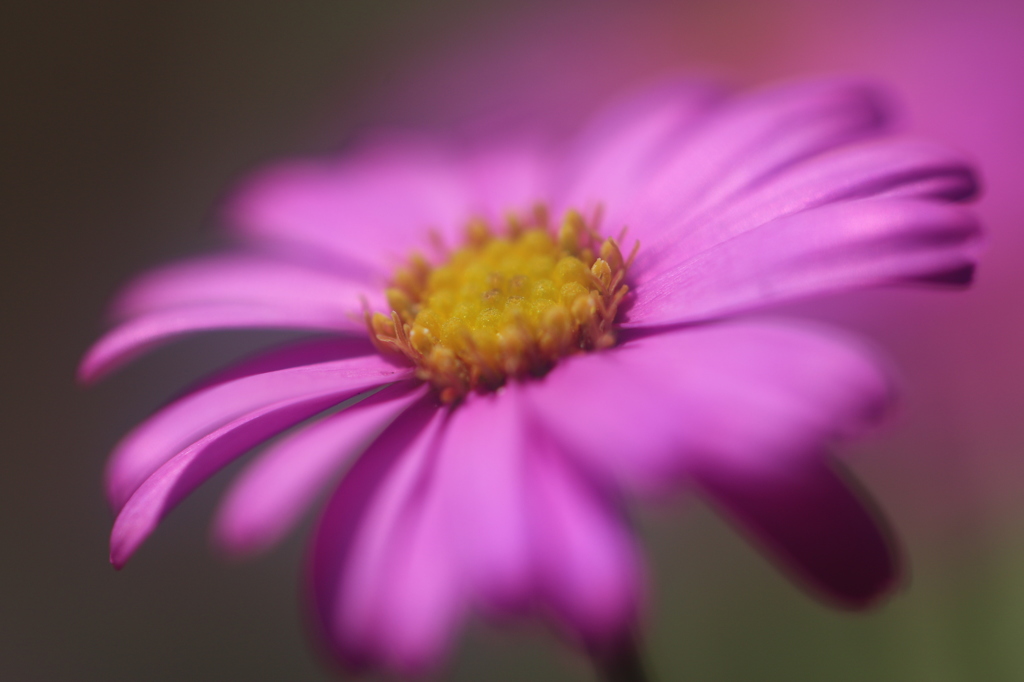開花