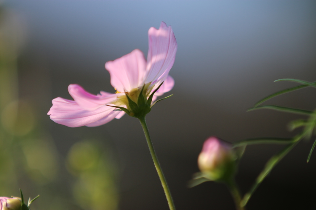 華