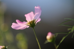 華