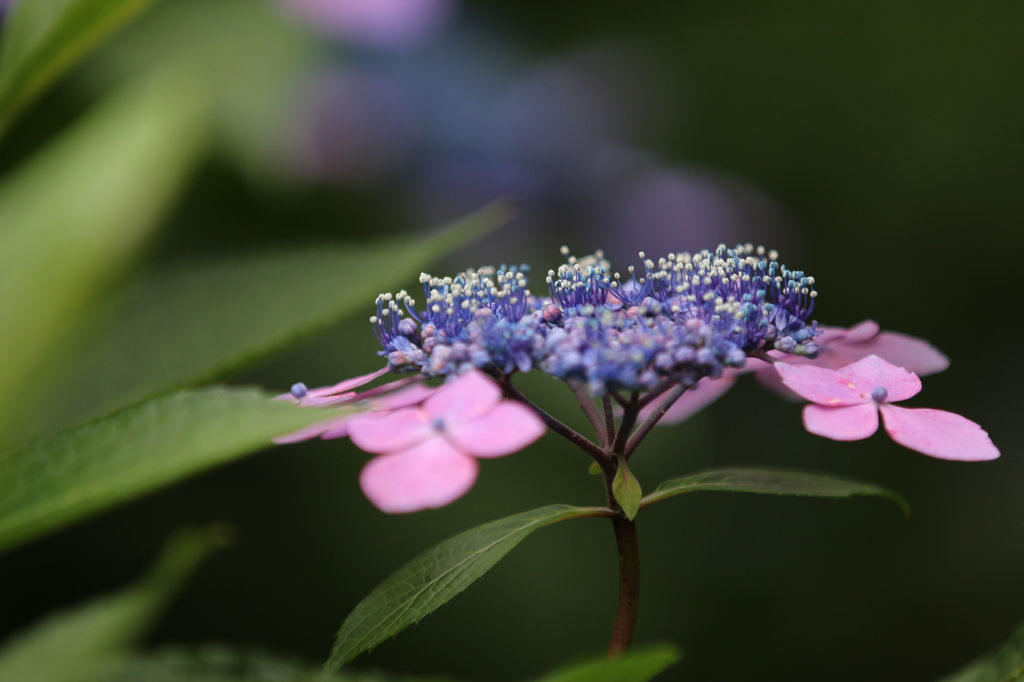 紫陽花