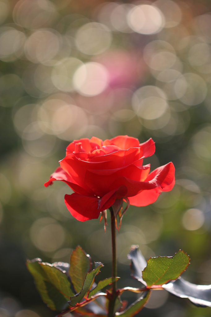 花が咲いた～♪