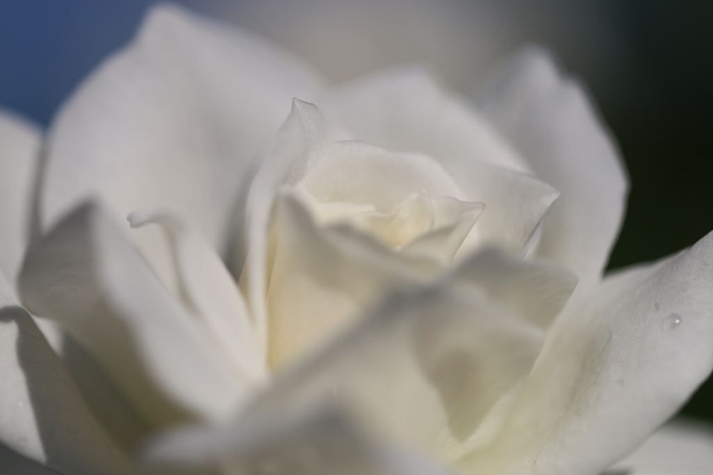 純白の薔薇