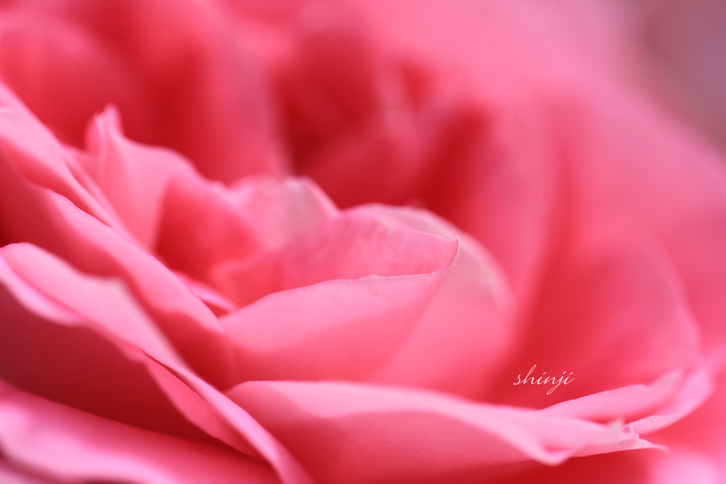 薔薇Ⅲ