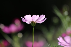華やかに咲く