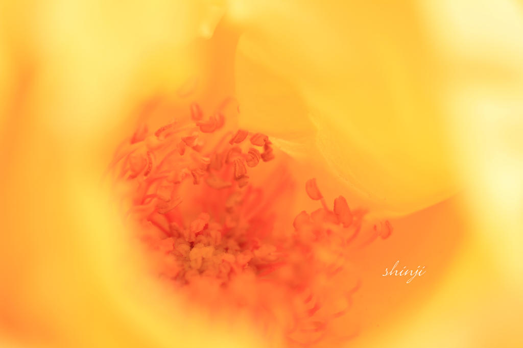 薔薇Ⅱ