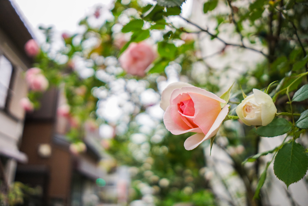 sony a6000 test