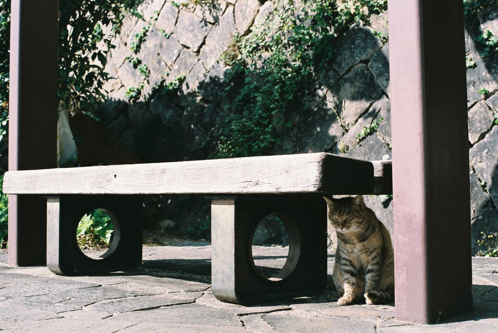 さかねこ①