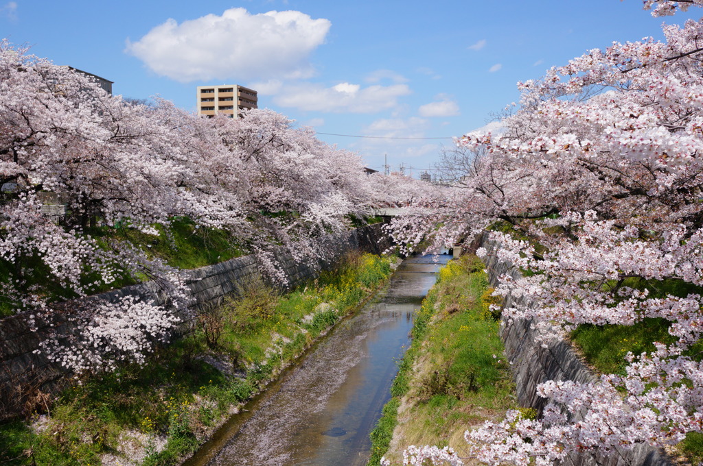 山崎川四季の道