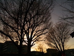 夕日