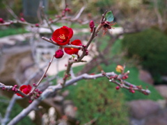 ボケの花
