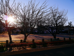 冬の公園 (1)