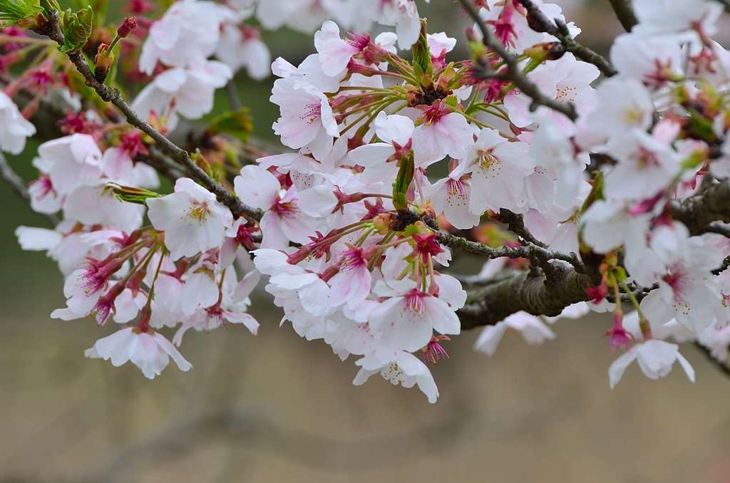 桜咲く