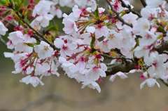 桜咲く