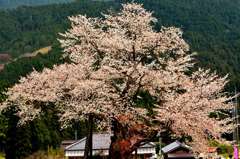 樹齢_推定560年