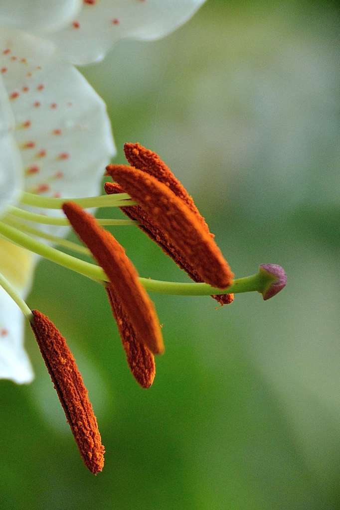 Ｌｉｌｙ