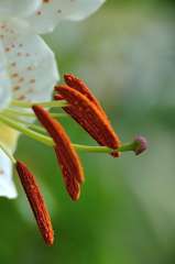 Ｌｉｌｙ