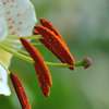 Ｌｉｌｙ