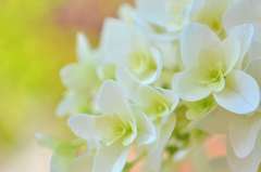 White Wedding