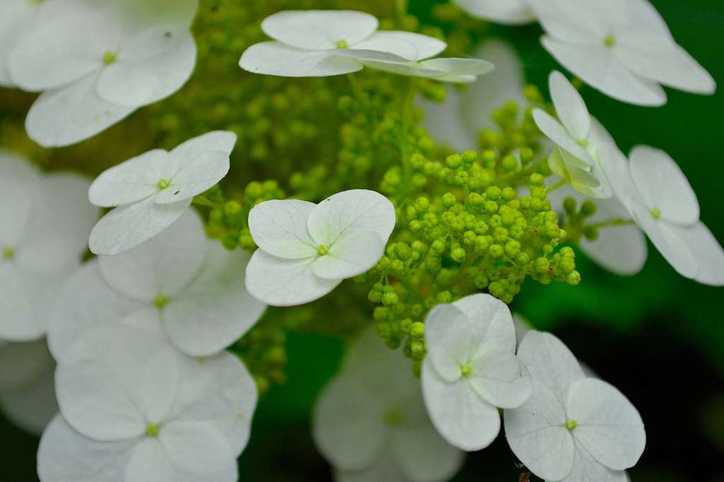 紫陽花