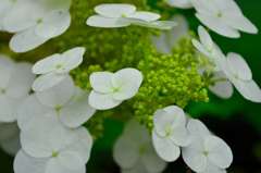 紫陽花