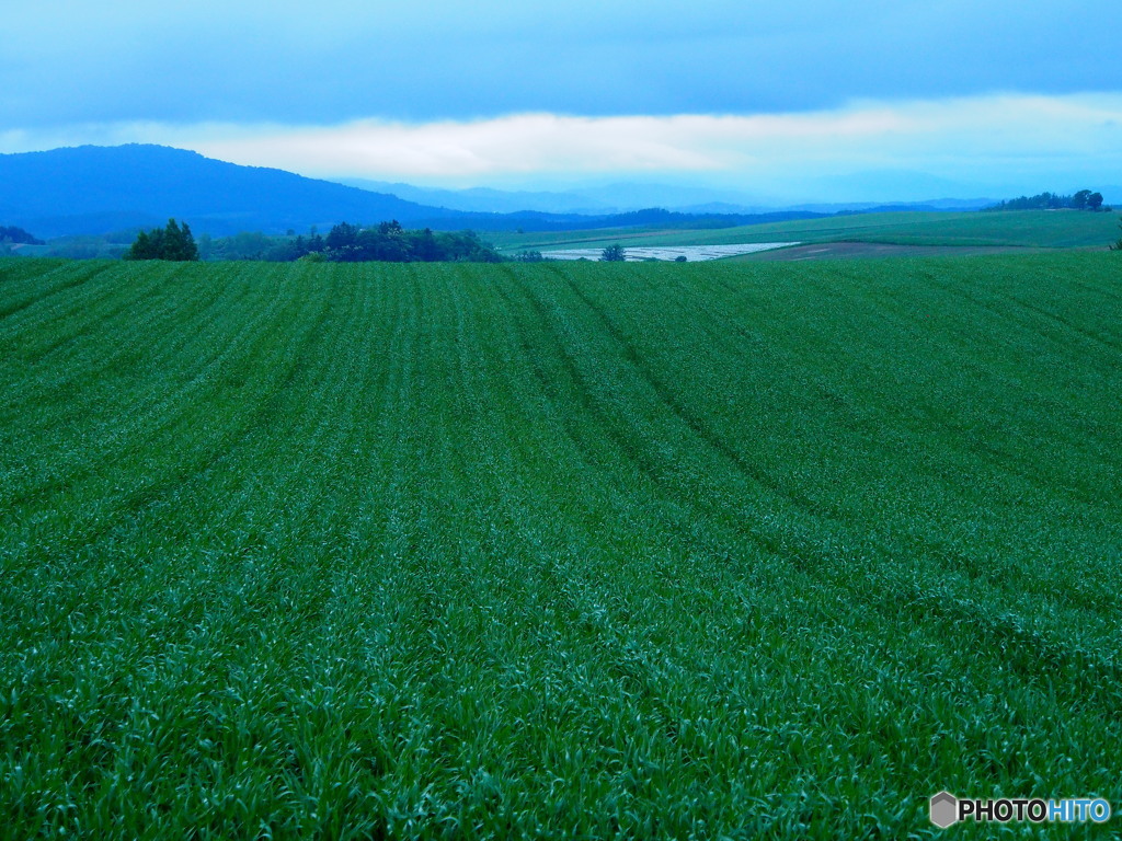 The Hokkaido