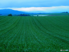 The Hokkaido