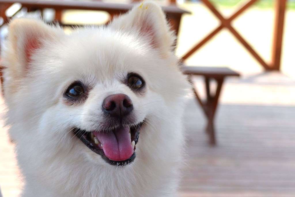 可愛いワン