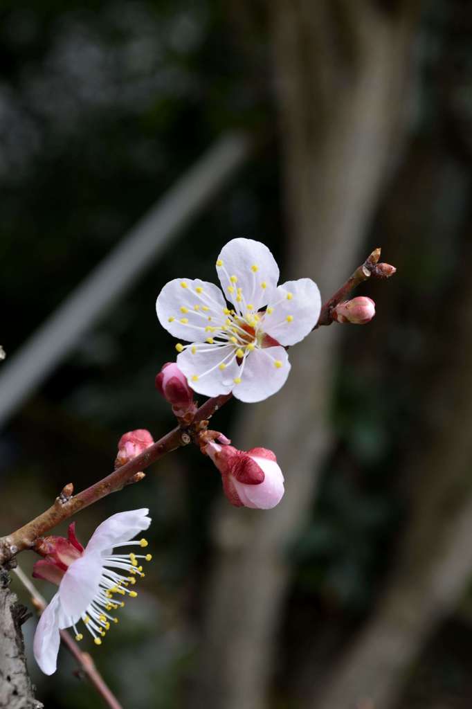 うめchan@My garden