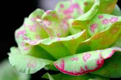 Green Rose