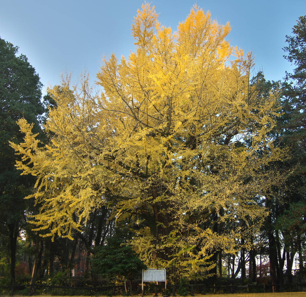イチョウの紅葉