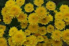 庭に咲いた菊